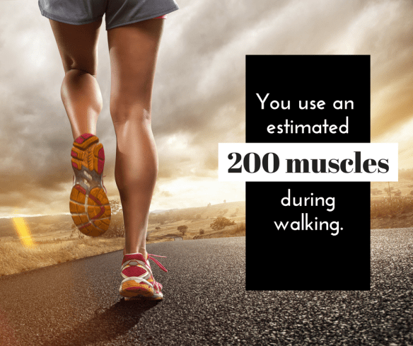 you-use-an-estimated-200-muscles